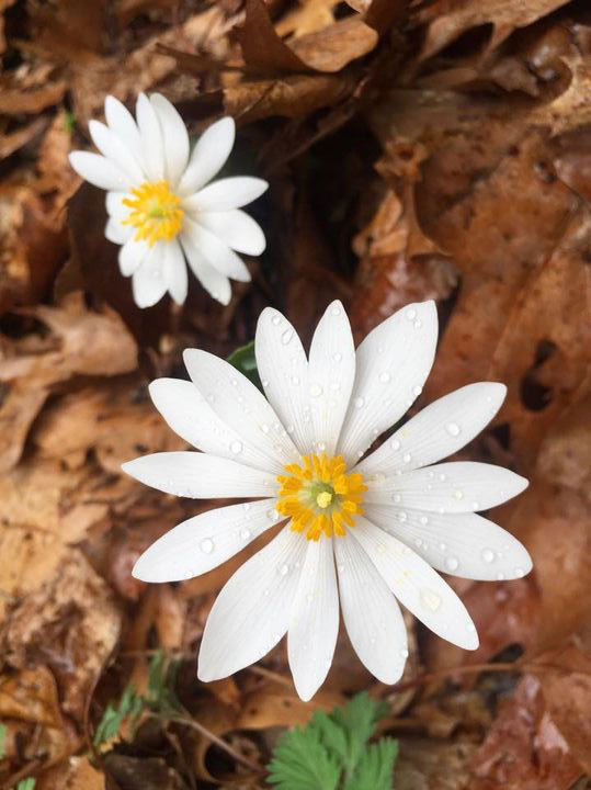 Bloodroot