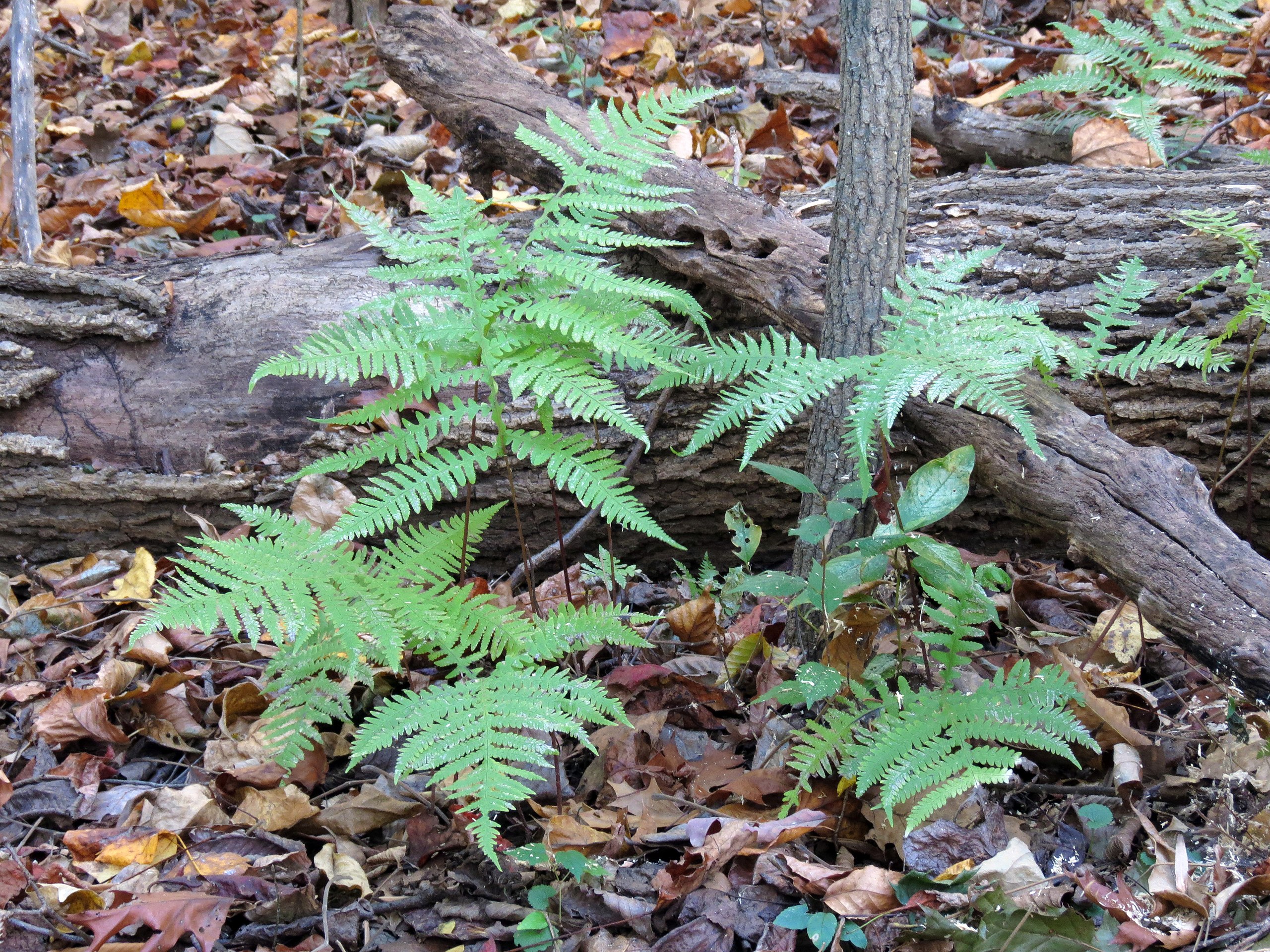 Broad beech fern