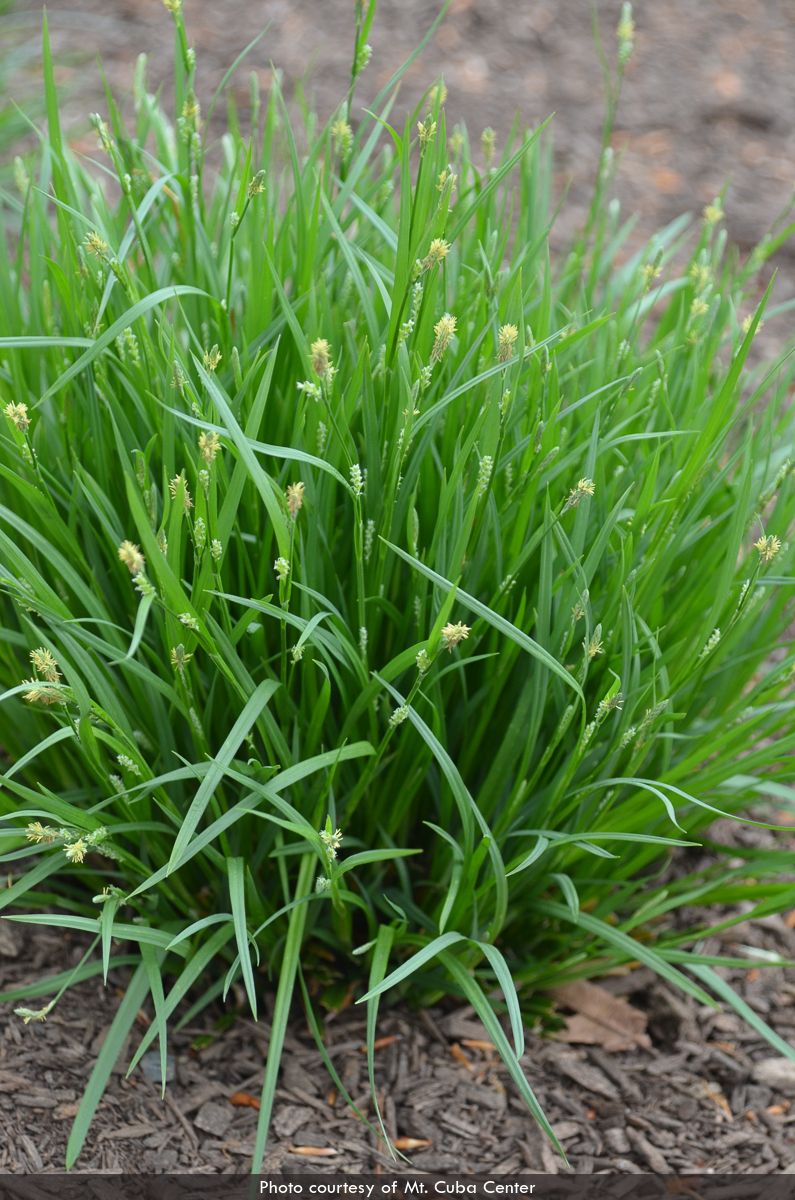 Carex blanda