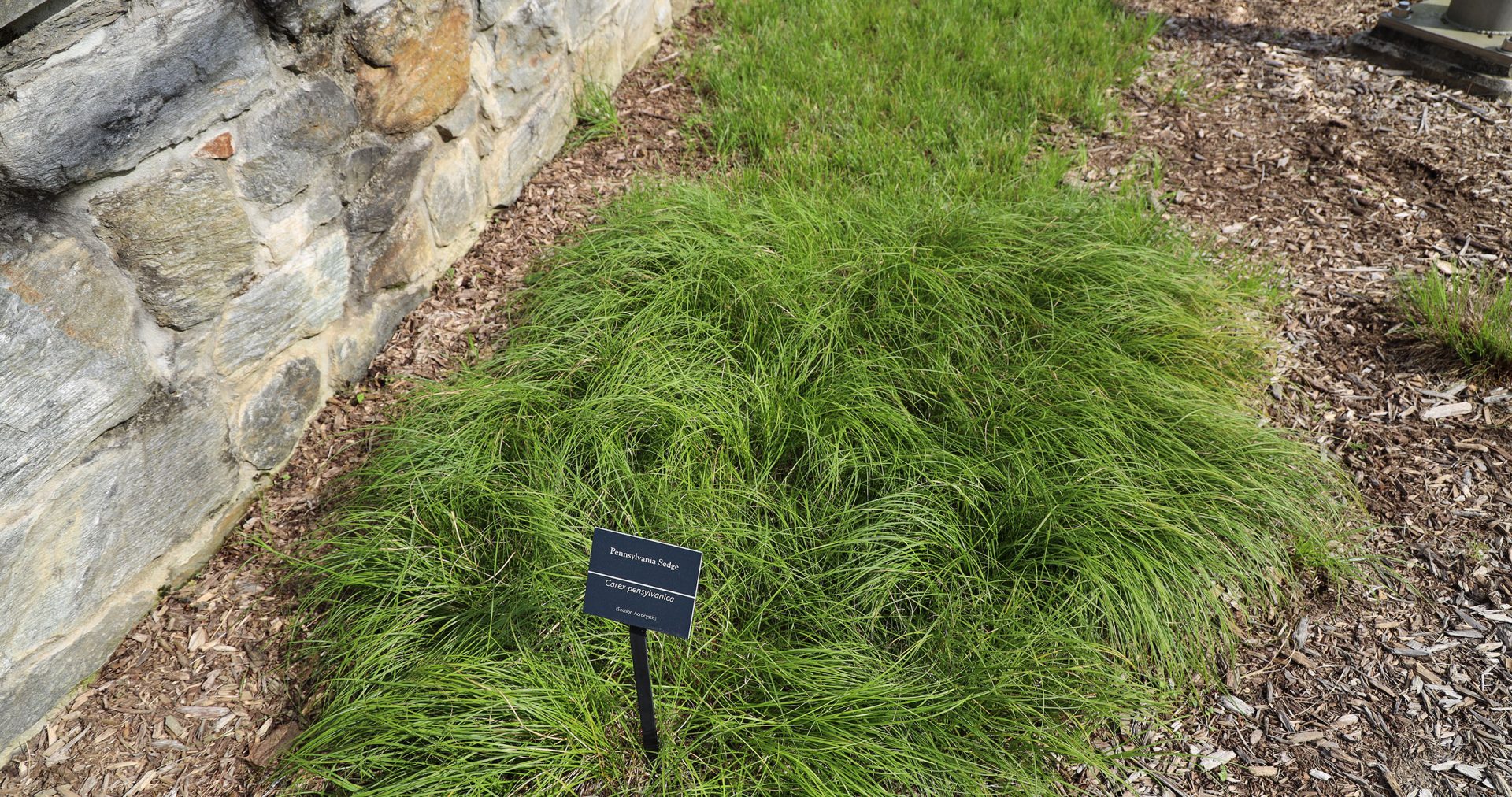 Carex pensylvanica