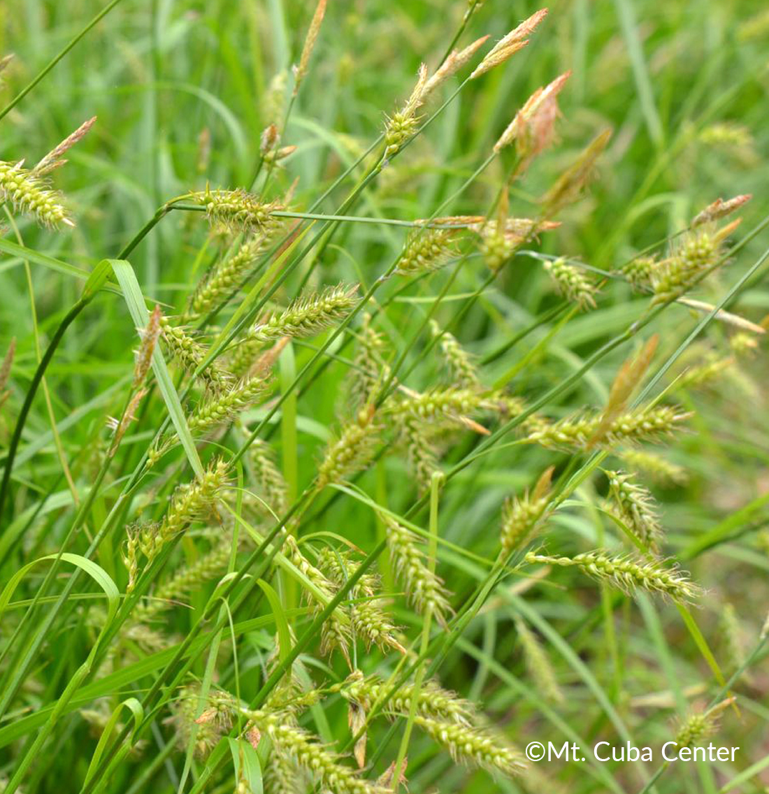Carex sprengelii