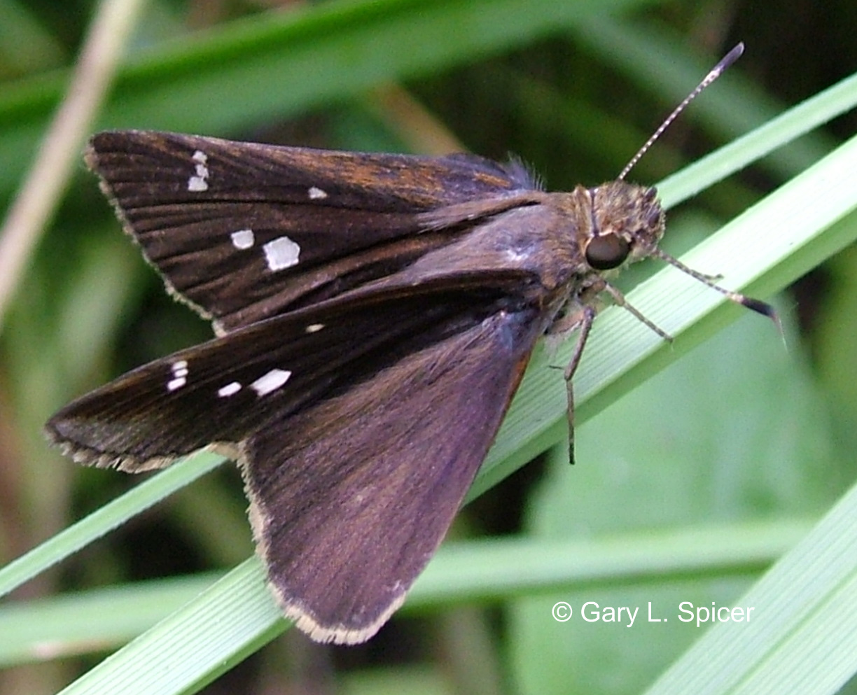 Clouded skipper