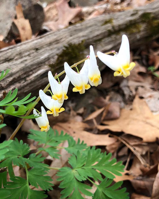 Dutchman’s breeches