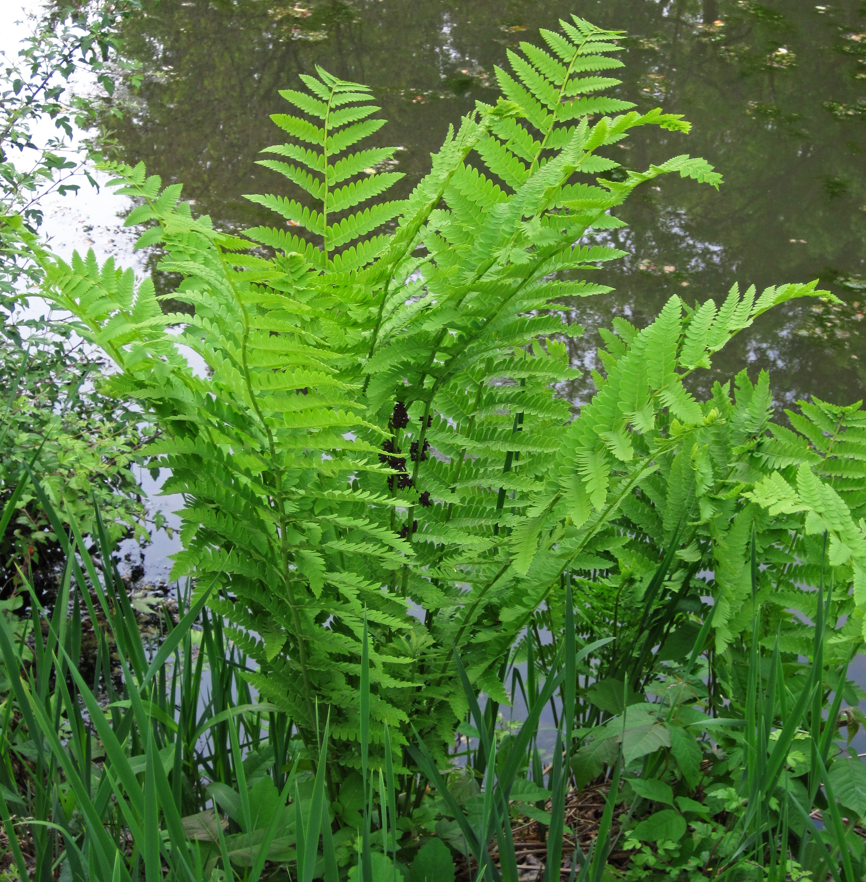 Interrupted fern