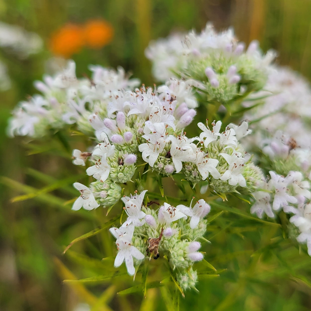 Slender mountainmint