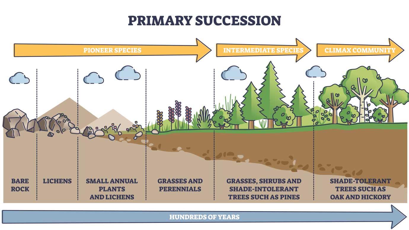 Ecological succession