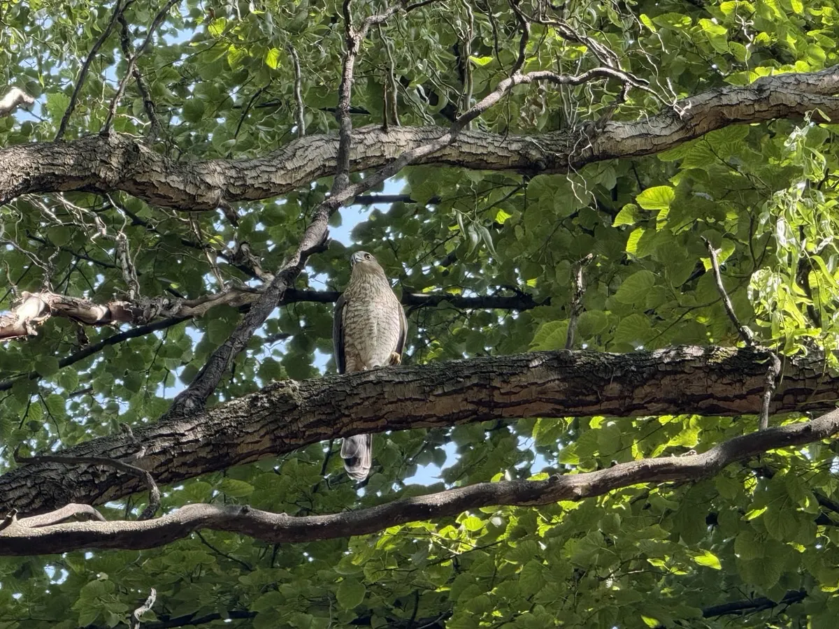 Cooper’s Hawk